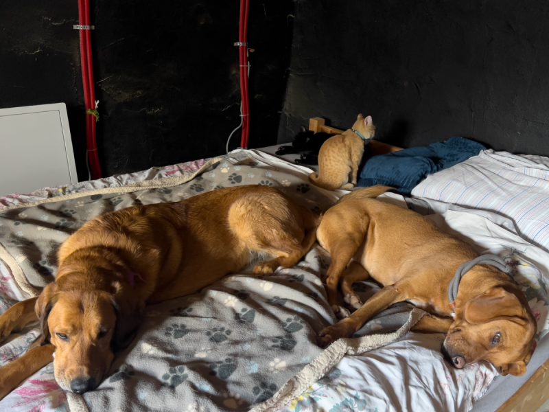 Lava and Hela lying on the bed together with Nara and Miki