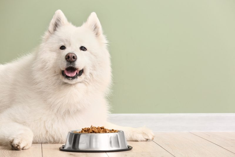 samoyed dog lying next to a bowl of food
