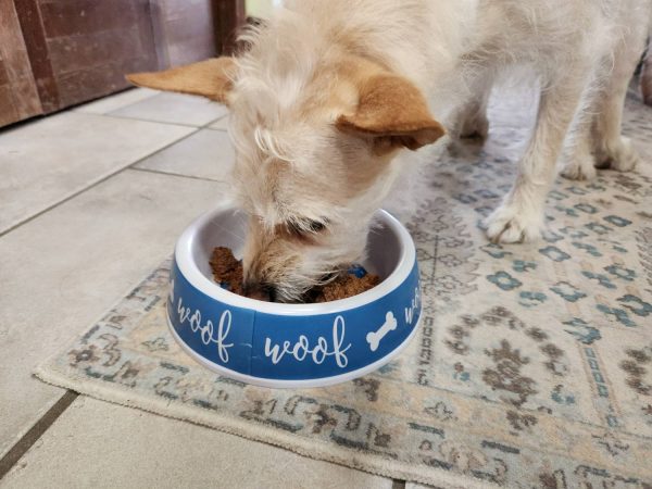 Raised Right Human Grade Dog Food Review - dog eating it from bowl