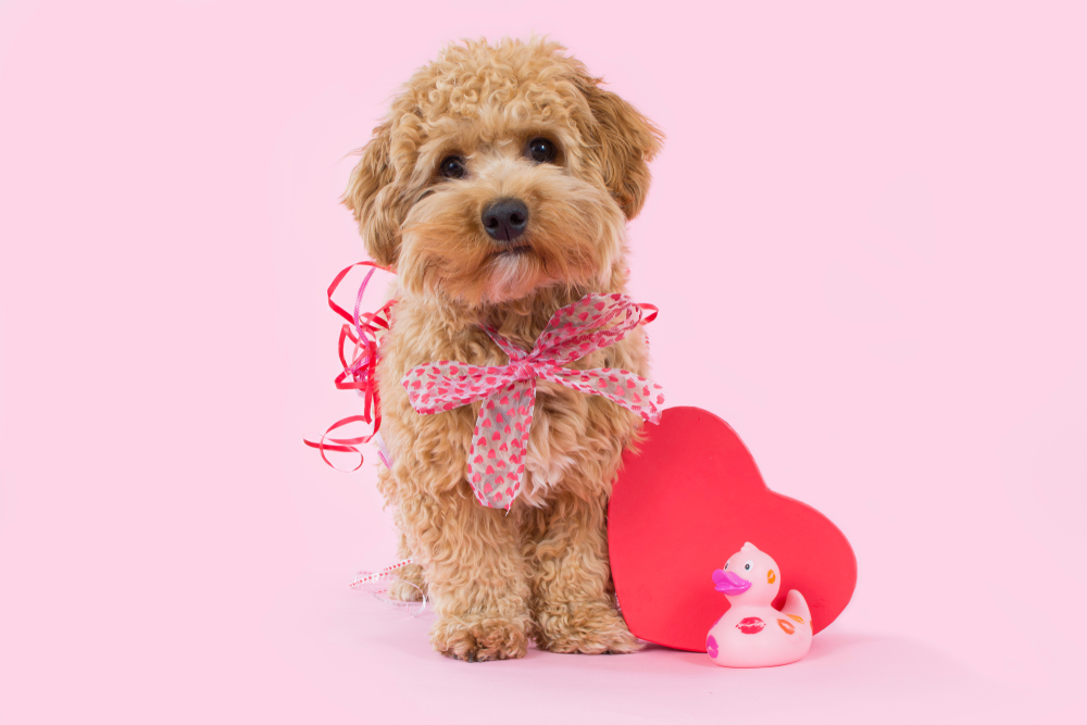 cute dog in a valentines themed photo