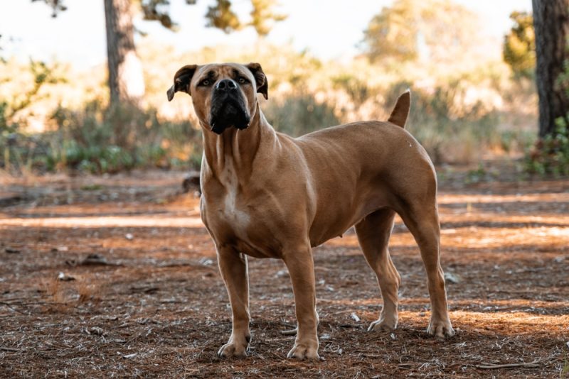 Boerboel dog stands alert in a sunlit forest
