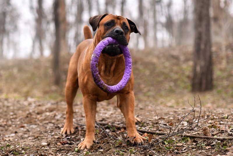 Boerboel dog with a chew toy in his mouth