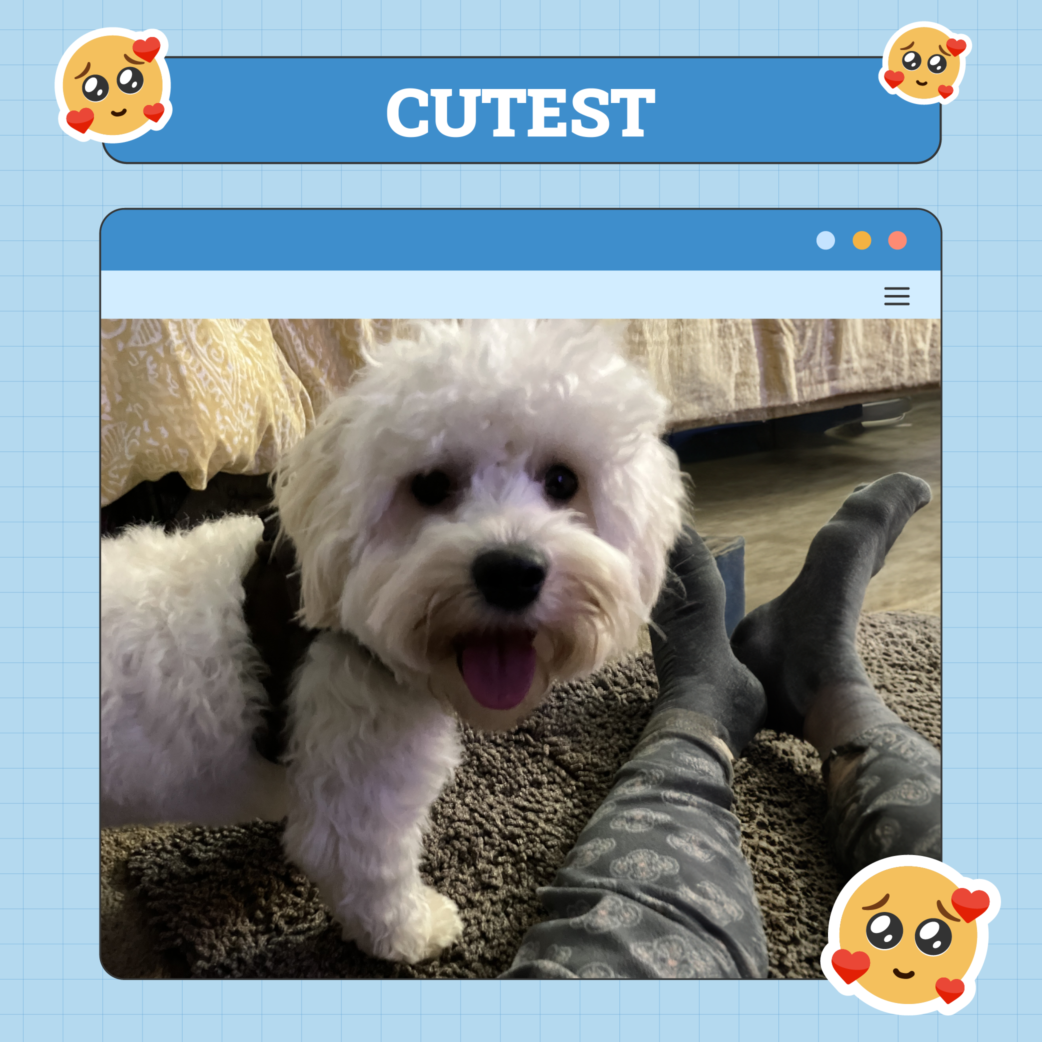 Schattigste hond