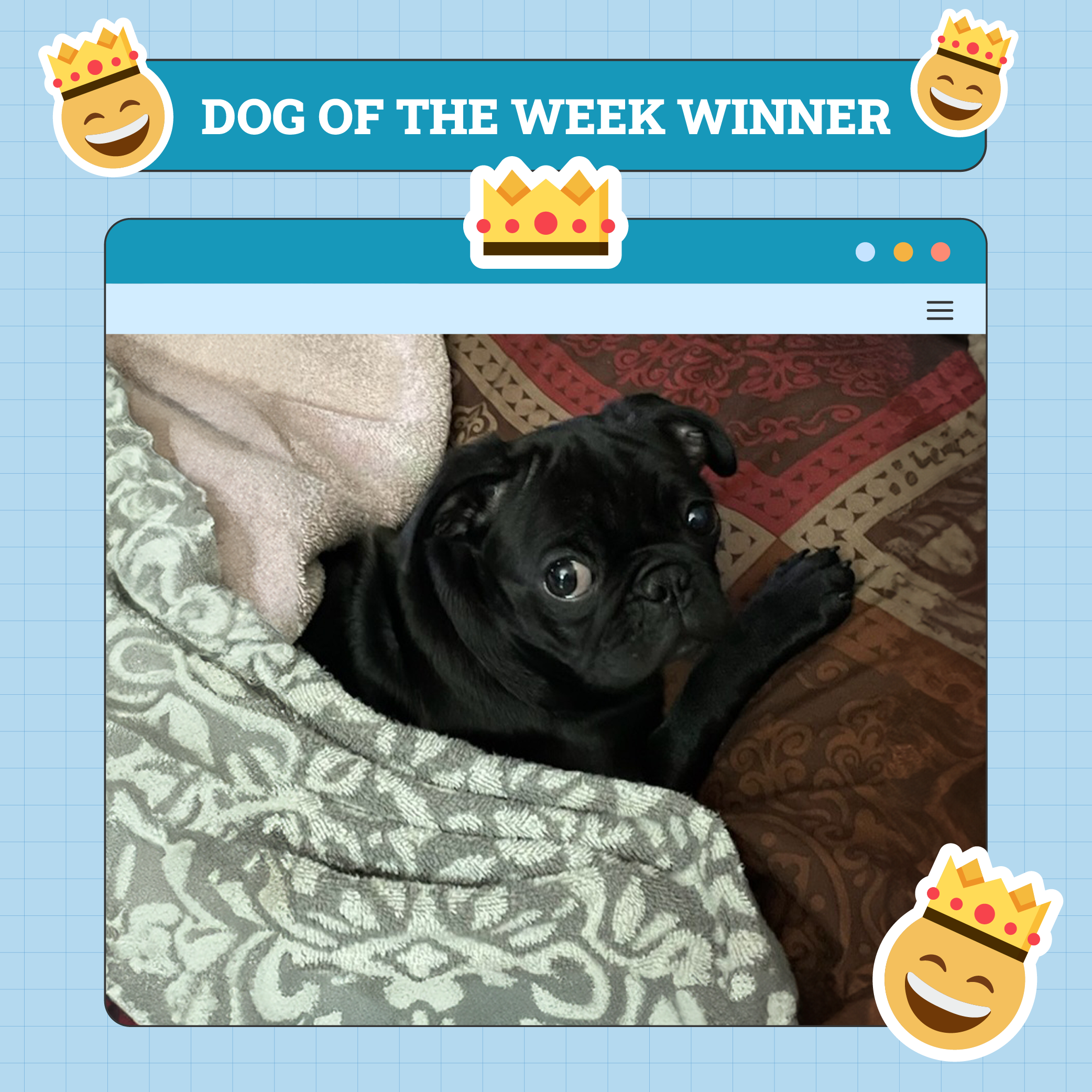 Dogster Photo Contest: Dogs of the Week Winners (April 17, 2025)
