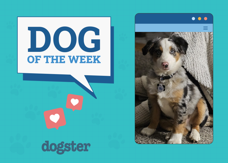 Dogs of the Week Winners