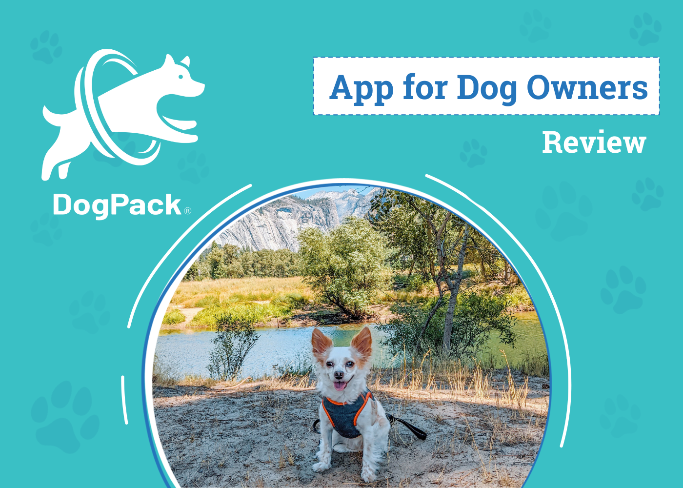 Sighthounds Breeds Jobs Facts With Info Pictures Dogster