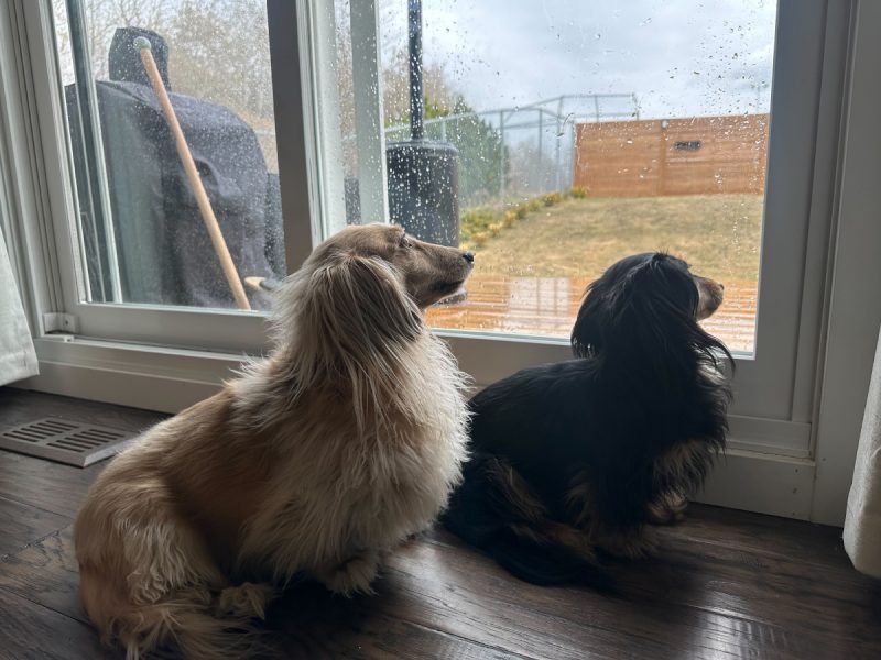 Draper and Rue looking outside