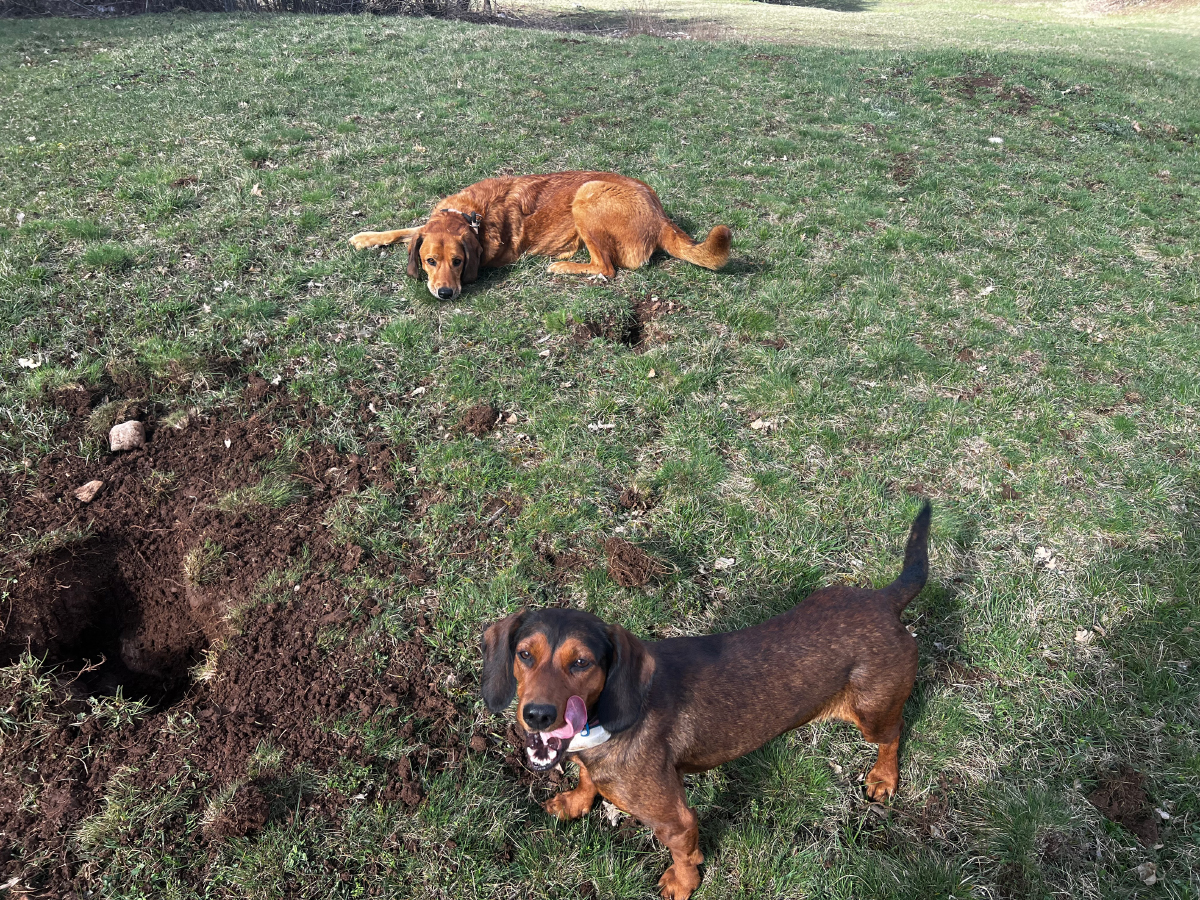 Lajka and Lava next to the hole in the ground