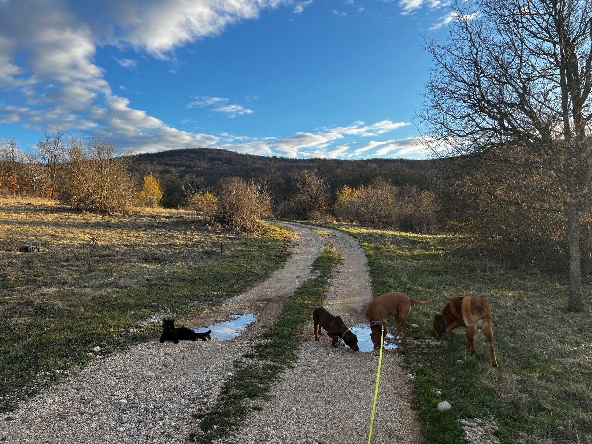 Miki and the dogs outside