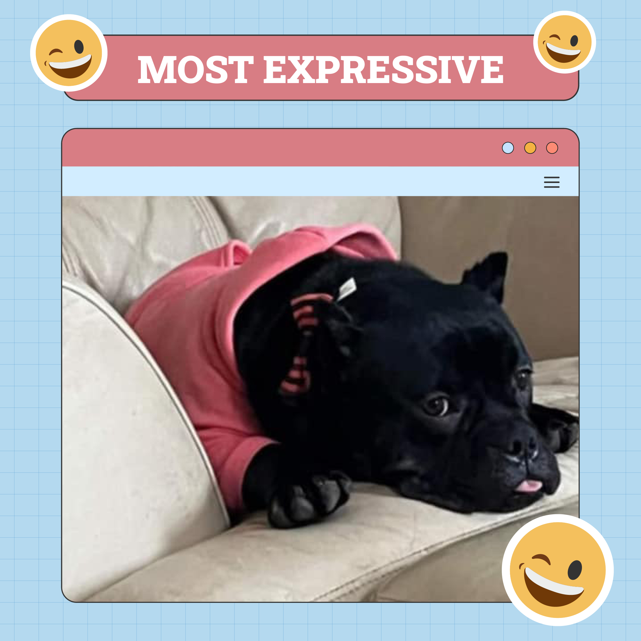 Meest expressieve hond