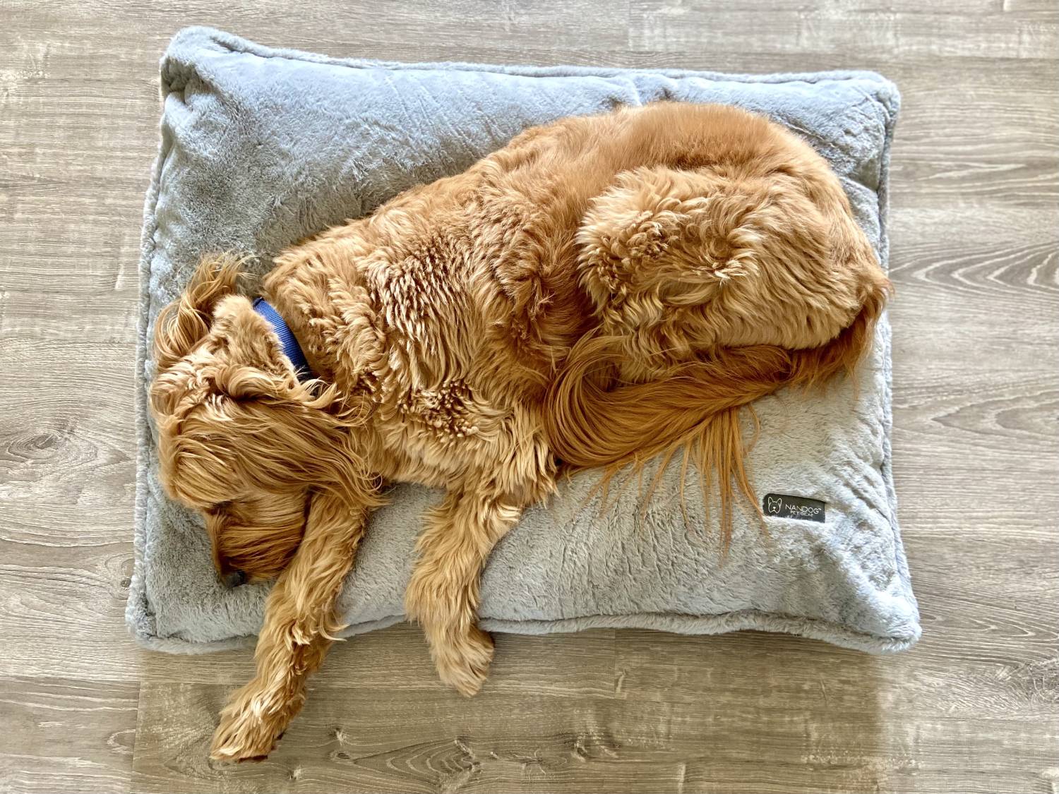 Nandog Super Cloud Pillow Bed Review - top view of Micah sleeping