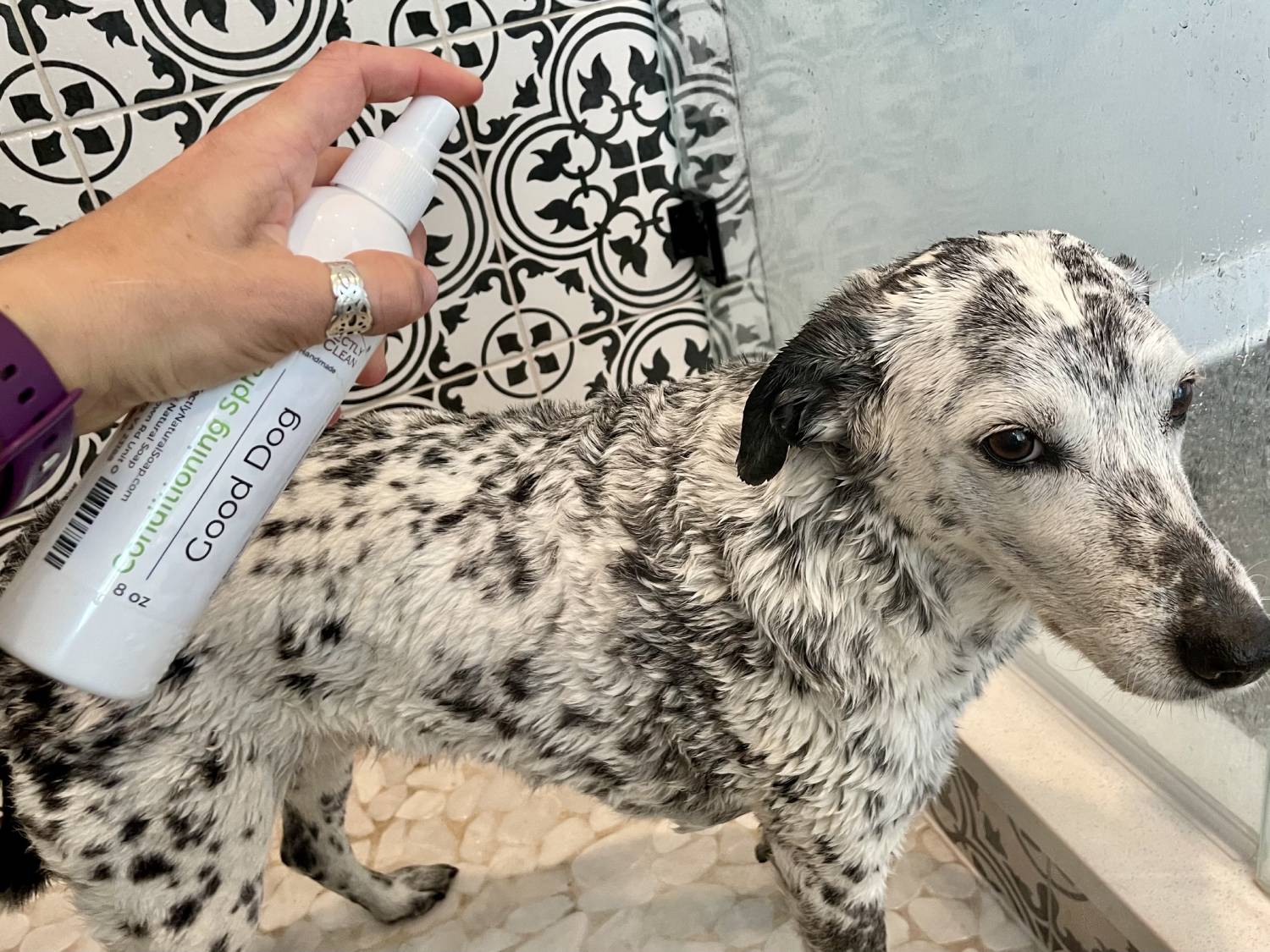 Perfectly Natural Soap's Good Dog Grooming Starter Set Review - using conditioner spray on dog 