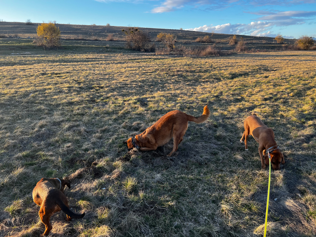 dogs digging the ground