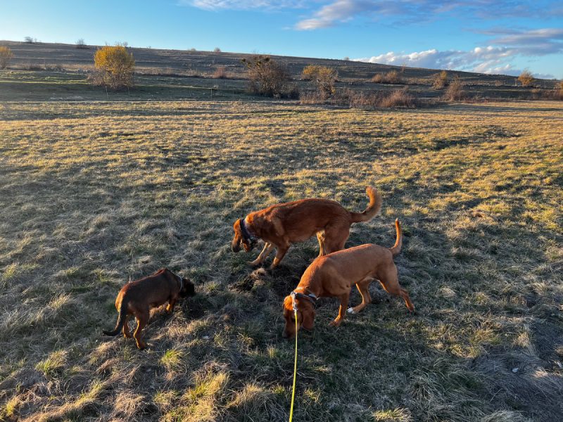 dogs sniffing the ground