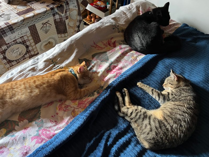 Cats sleeping on the bed