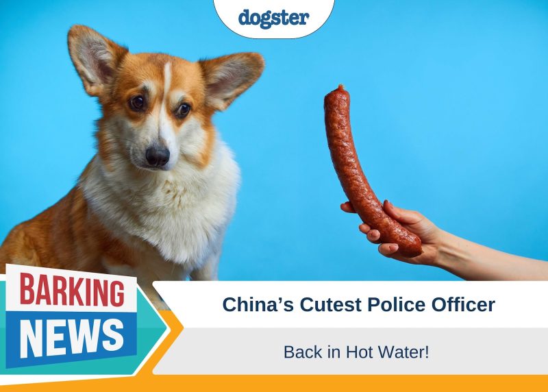 Dogster_Barking News China's Cutest Police Officer