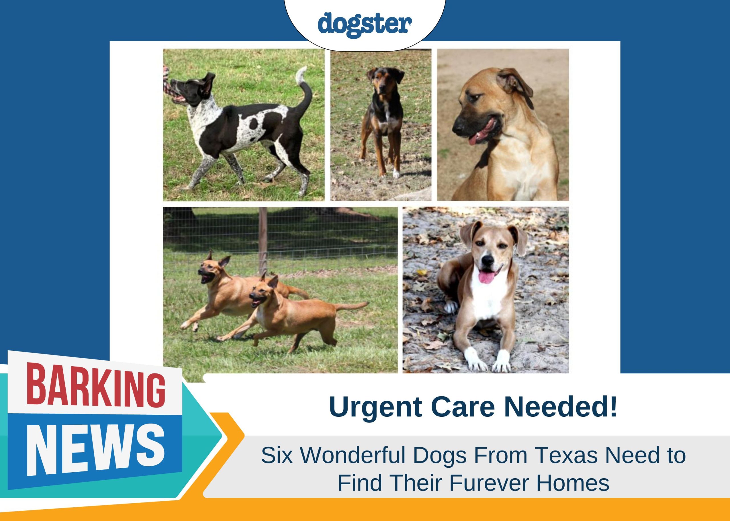 Urgent Appeal for Dogs in Need