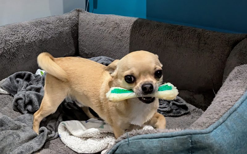 Fred the Terrifying