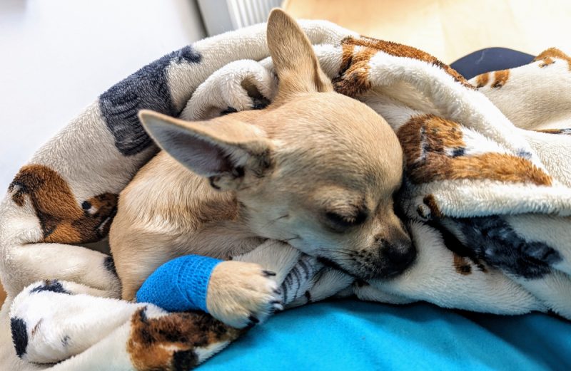 Freddy, 6 mėnesių amžiaus, atsigauna po savo kastracijos
