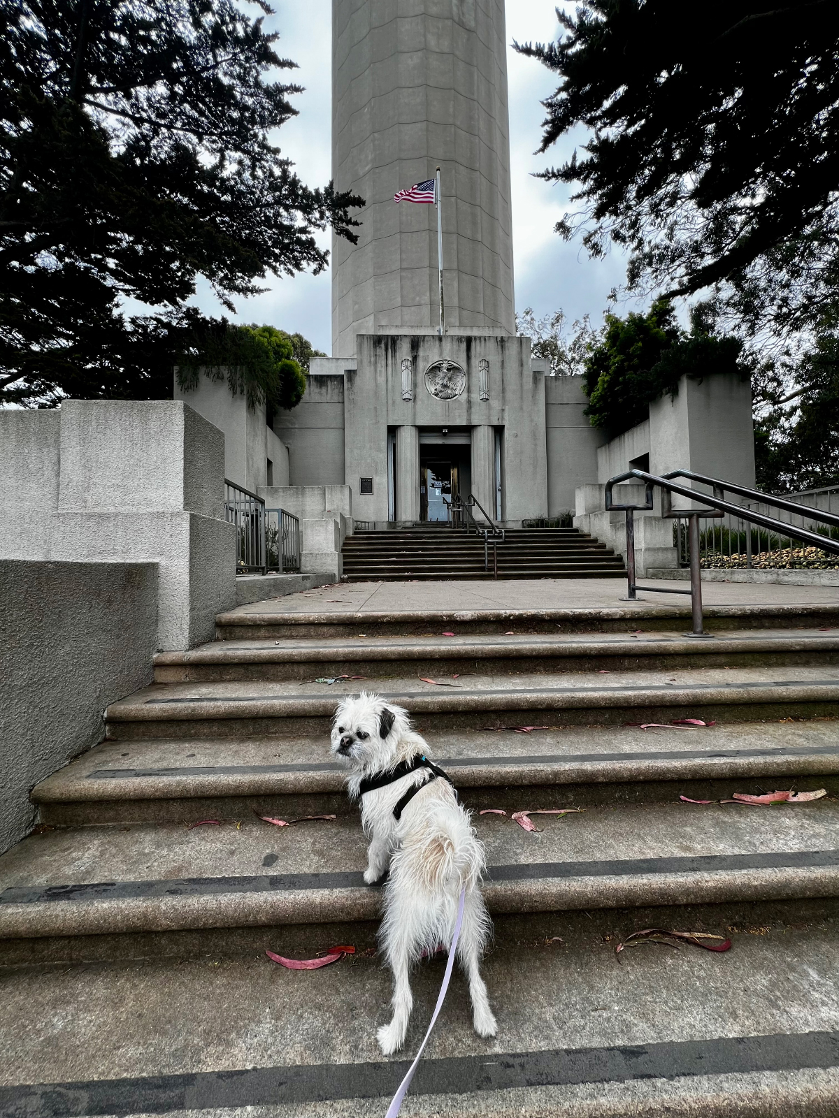 Gizmo at Coit Tower