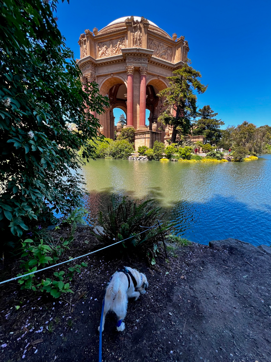 Gizmo at the Palace of Fine Arts