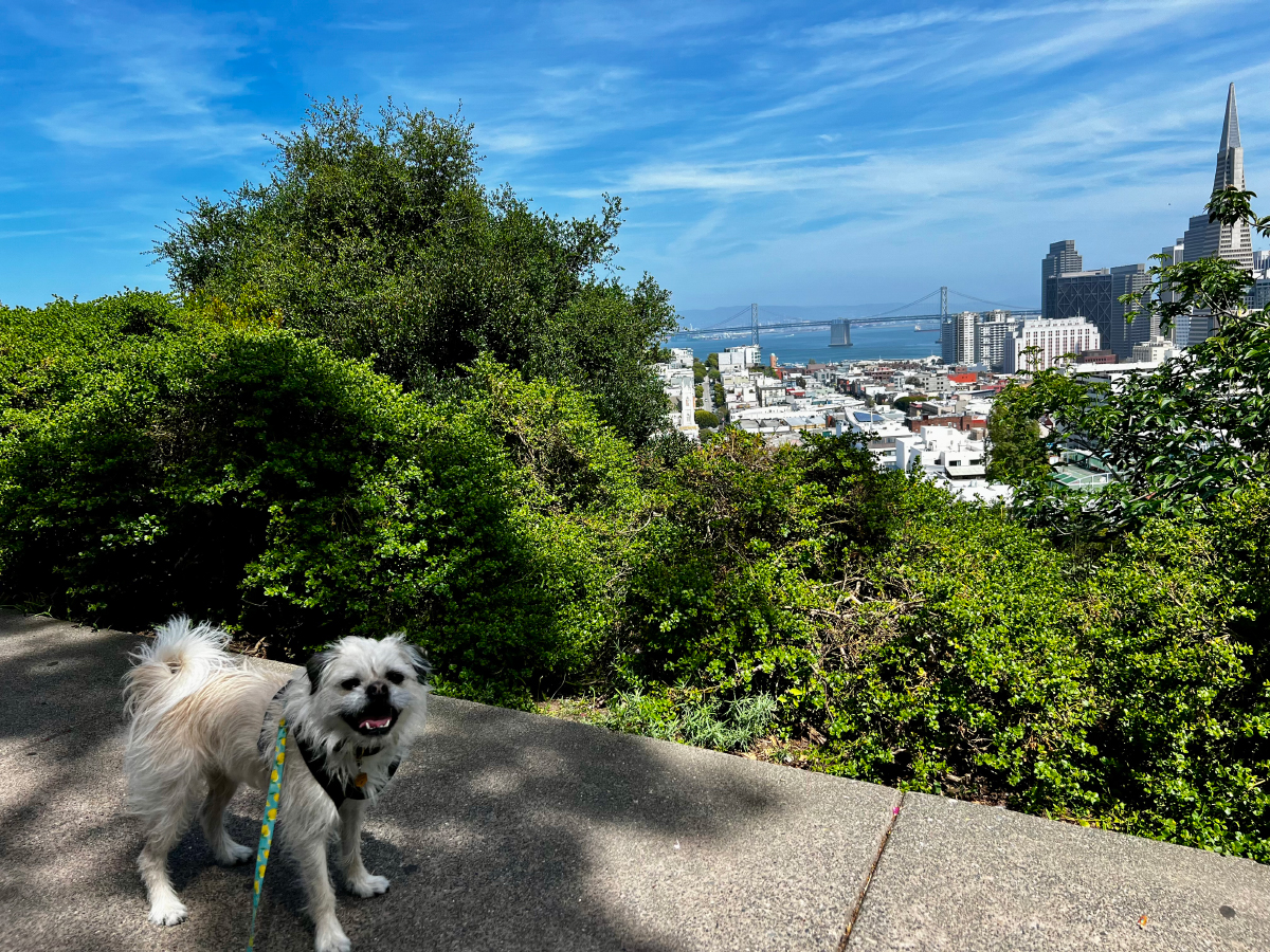 Gizmo in front of a city view
