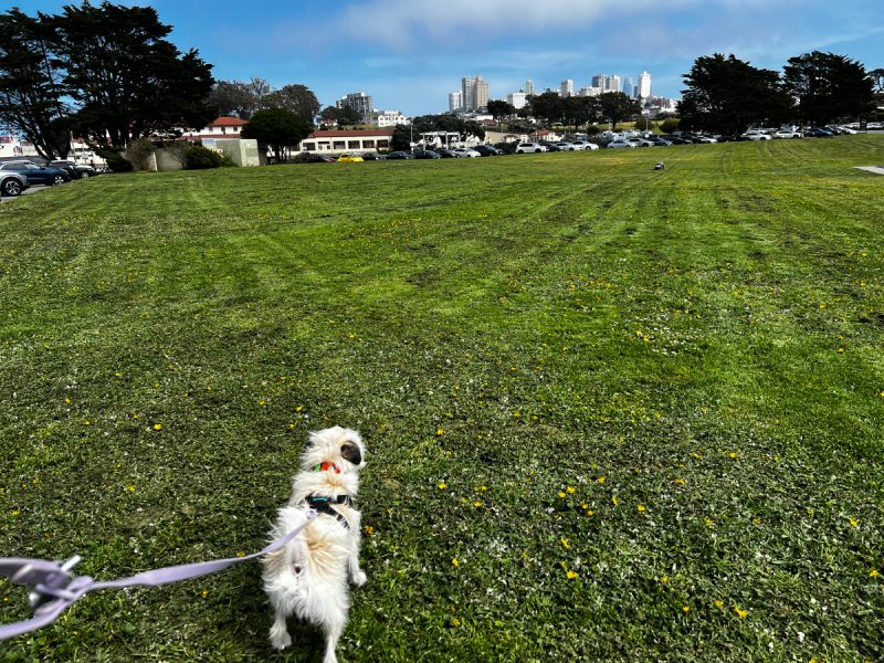 Gizmo on the Marina running grass