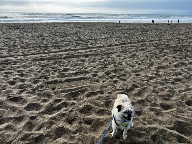 Gizmo on the beach