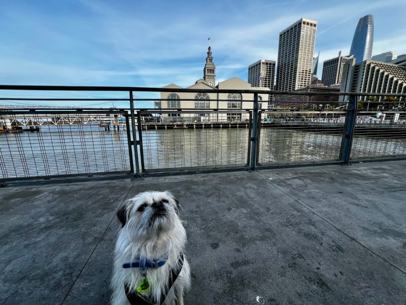 Gizmo on the waterfront