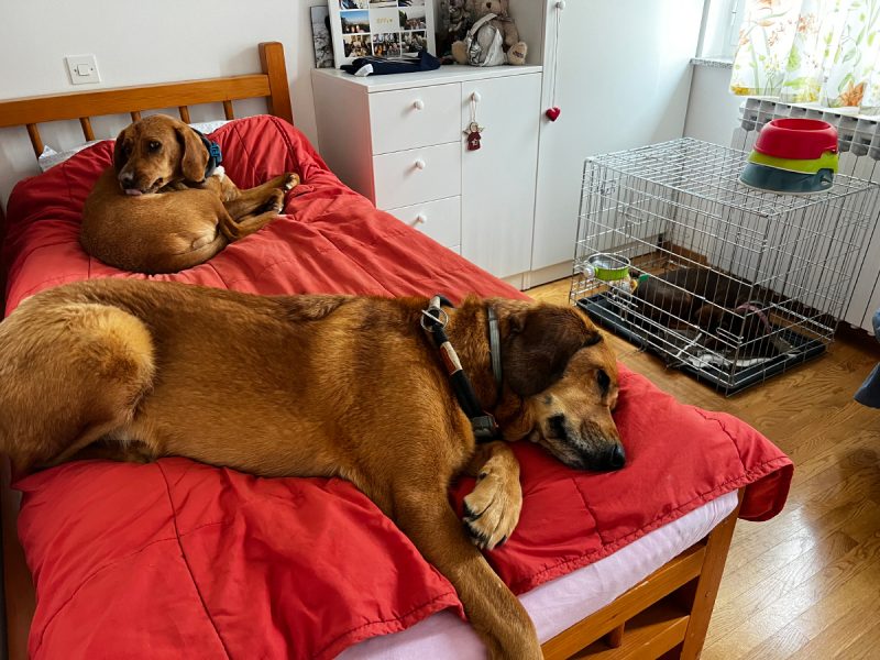 Hela ir Lava ant lovos, kol Lajka yra dėžėje