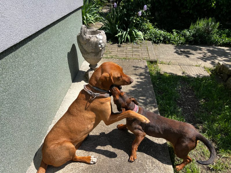 Hela and Lajka playing in the garden