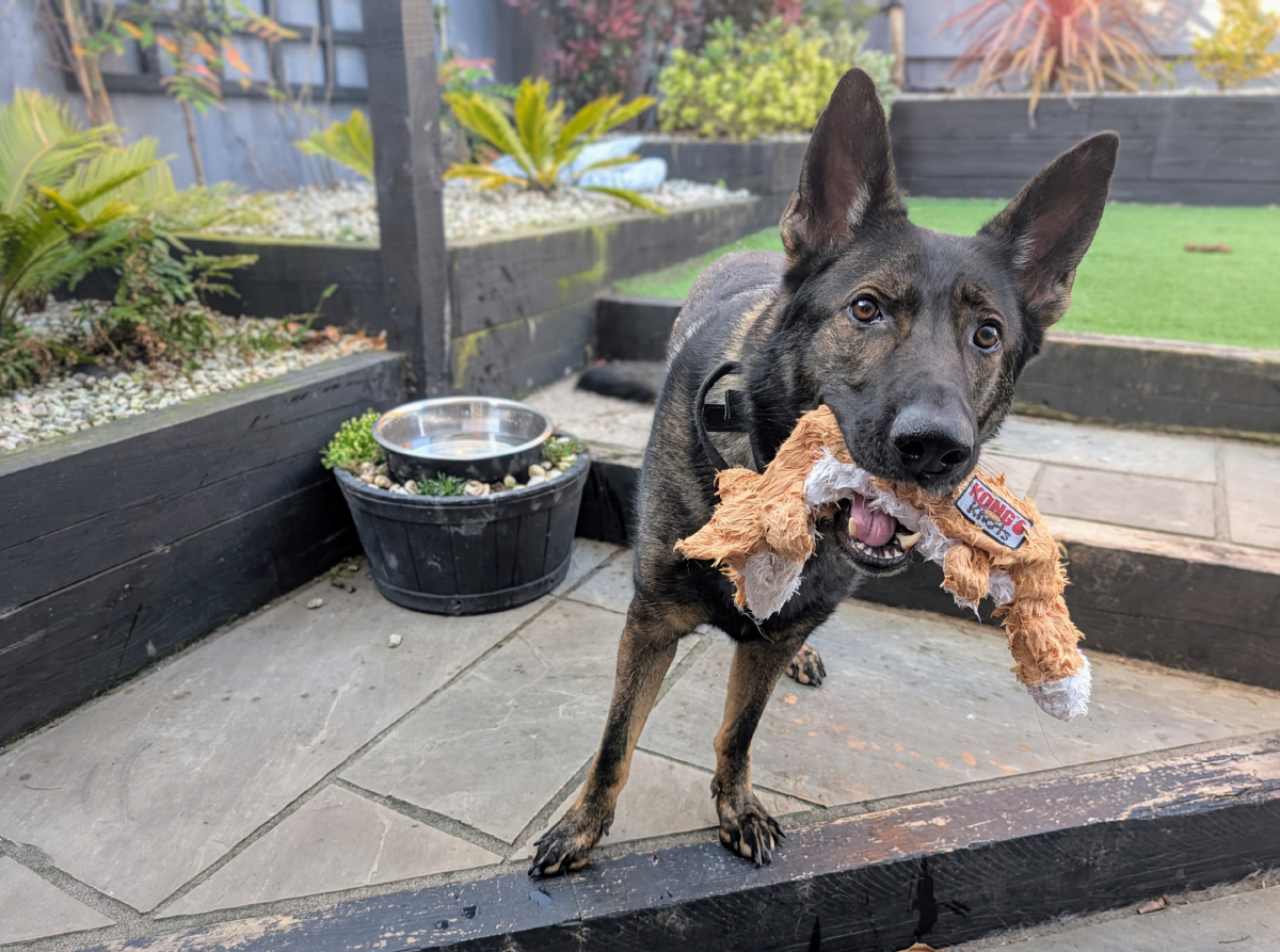Kodah with his soggy knotty fox