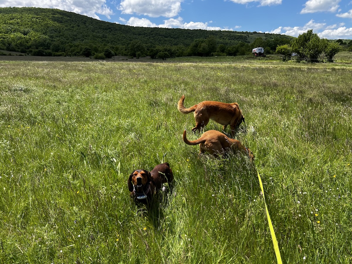 Lava, Hela and Lajka in the field