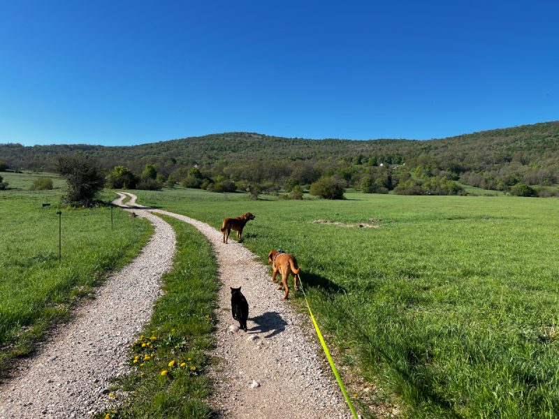 Lava, Hela, and Miki walking outdoor
