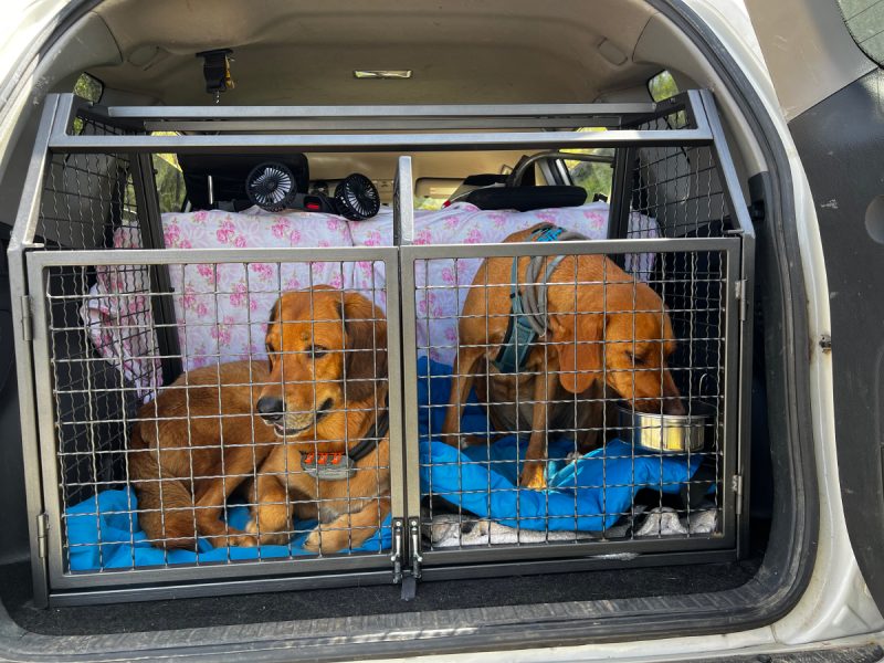 Lava and Hela in a crate in the car trunk