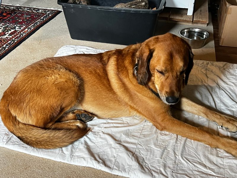 Lava lying next to the water bowl