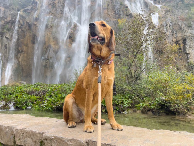Lava sitting on the edge in waterfalls background