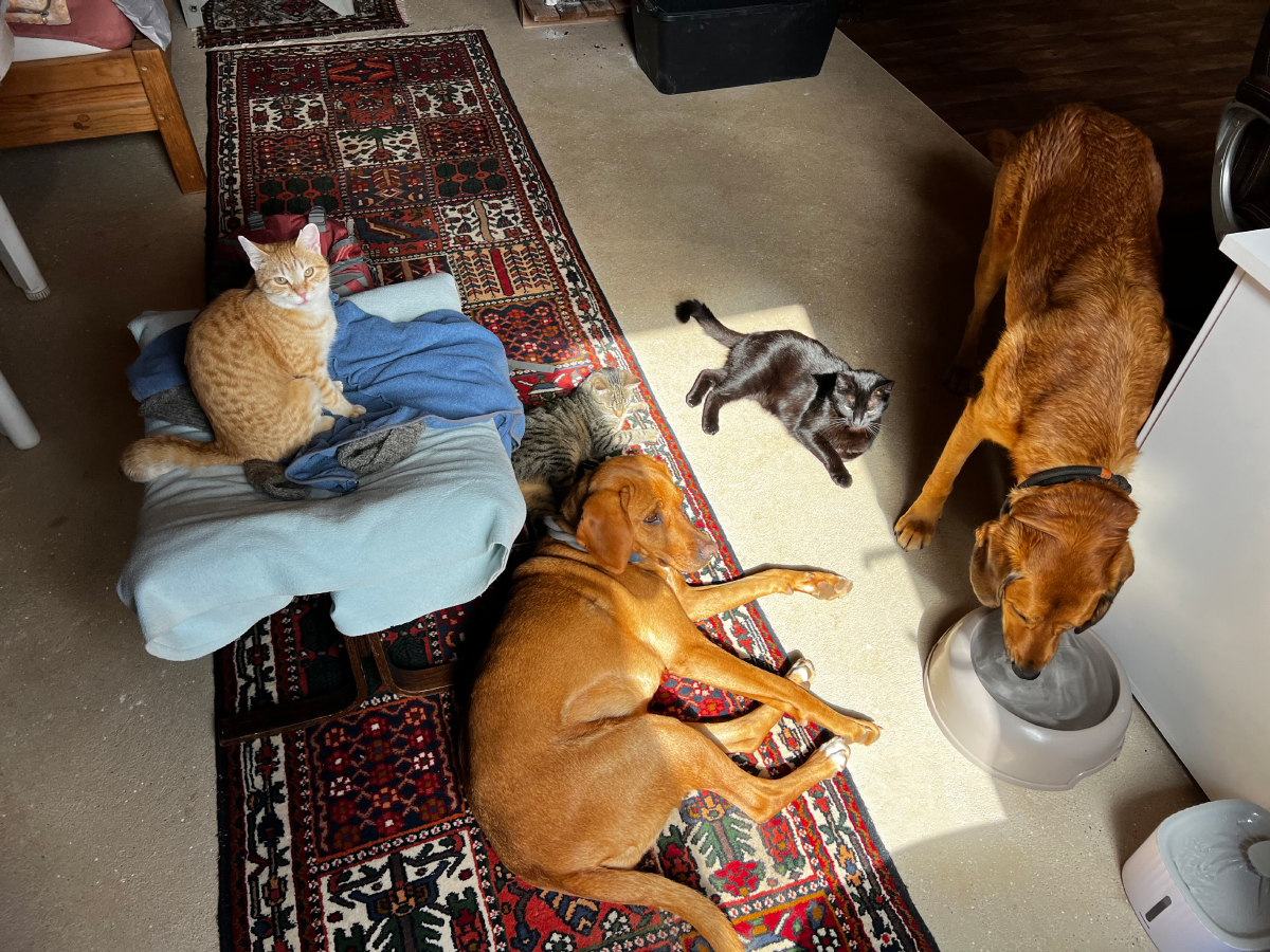 Maja's dogs and cats getting along