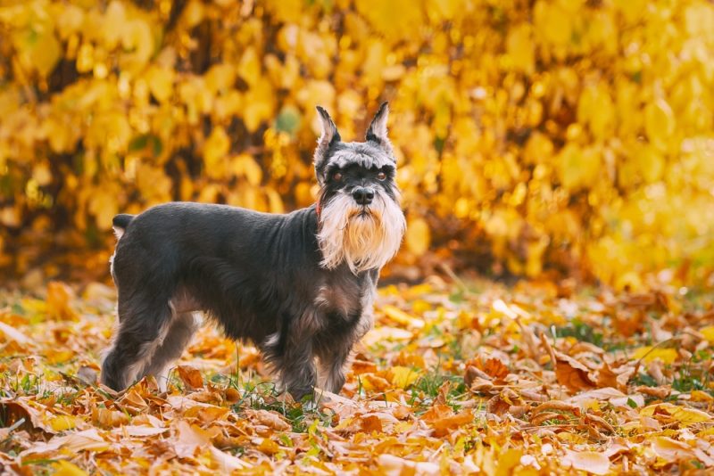 Miniature Schnauzer dog in the autumn park