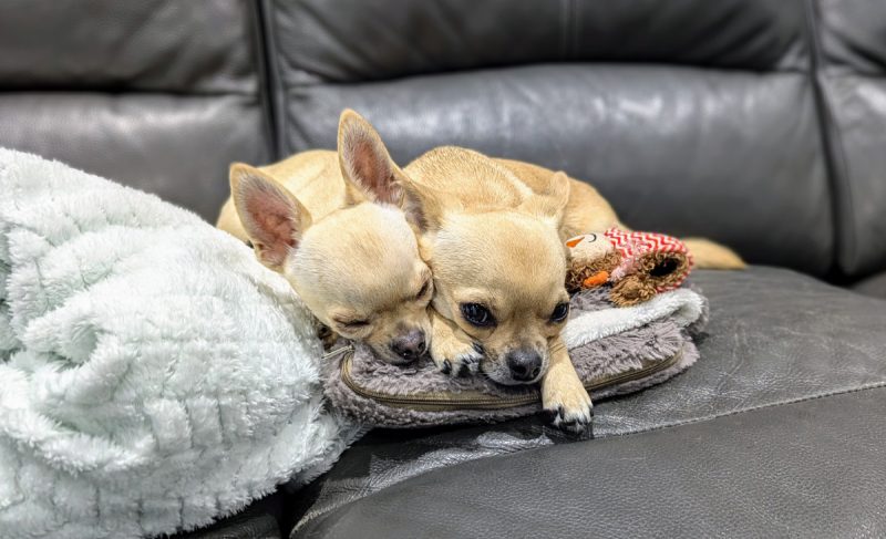 Ned and Fred lying on the couch