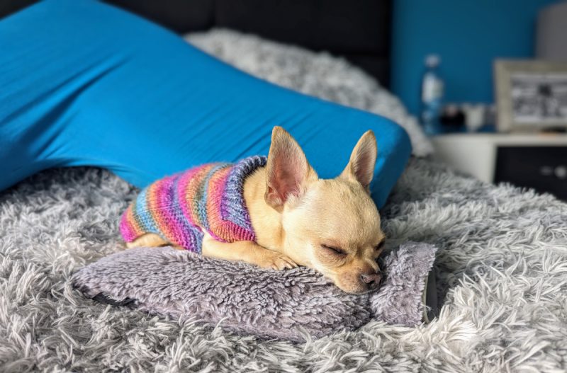 Ned sleeping on the bed with sweater on