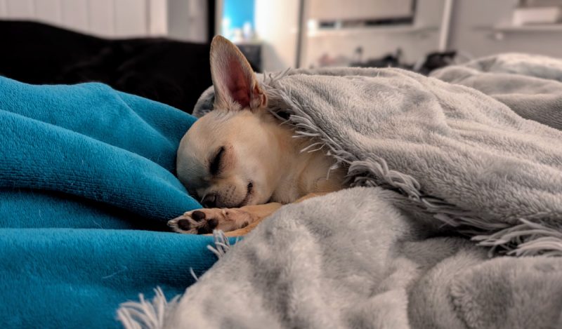 Ned takes his sleep seriously