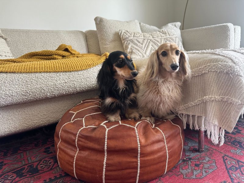 Rue and Draper sitting on a bean bag