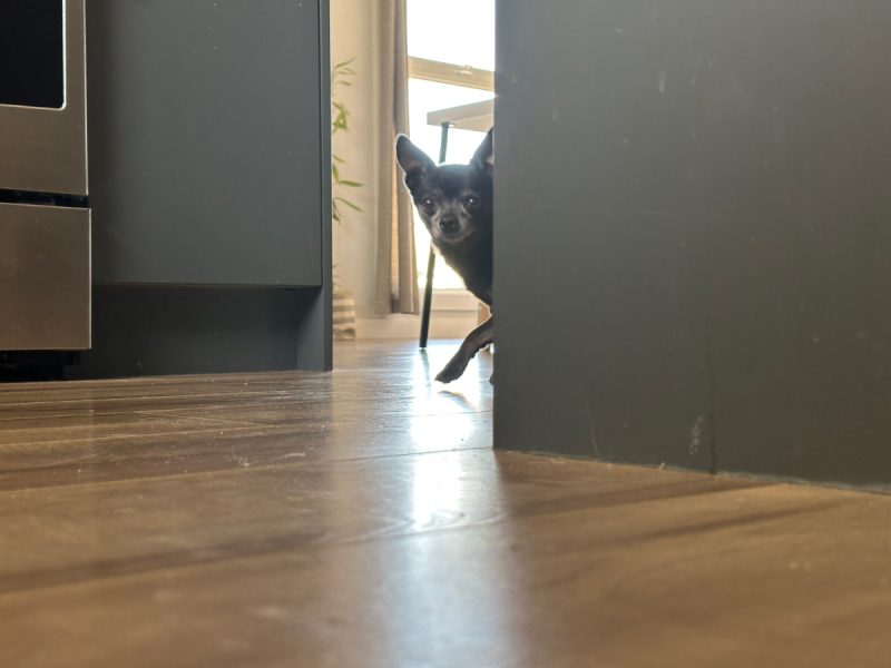 Subi walking to the kitchen