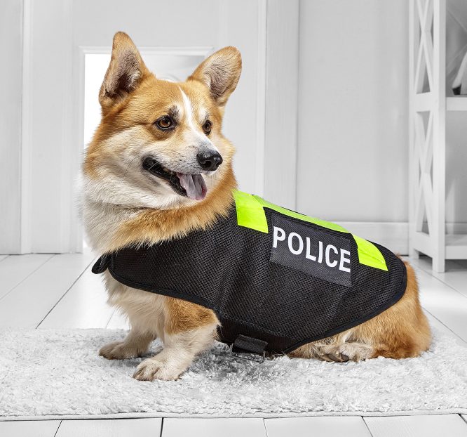 a pembroke welsh corgi dog in a police vest