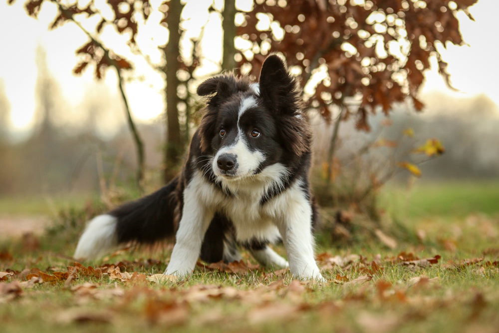 a scared young border collie
