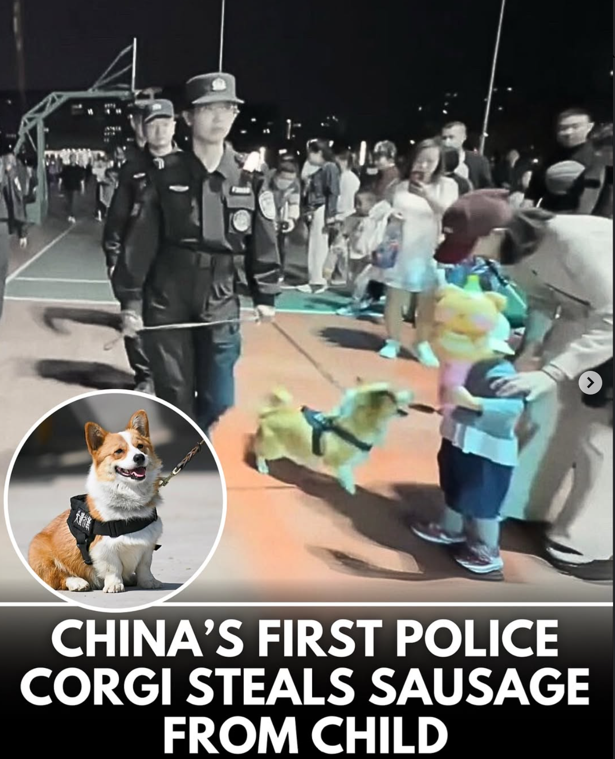 forzai police dog stealing sausage