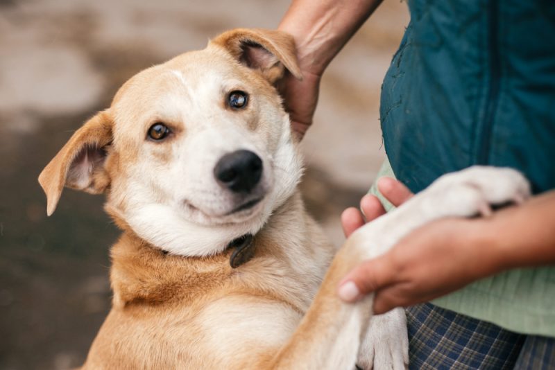 owner holding dog's paw