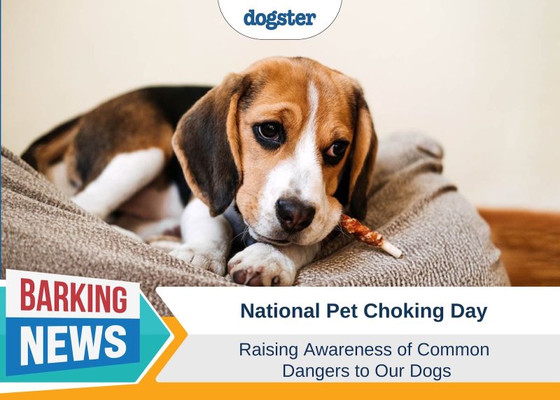 Barking News National Pet Choking Day