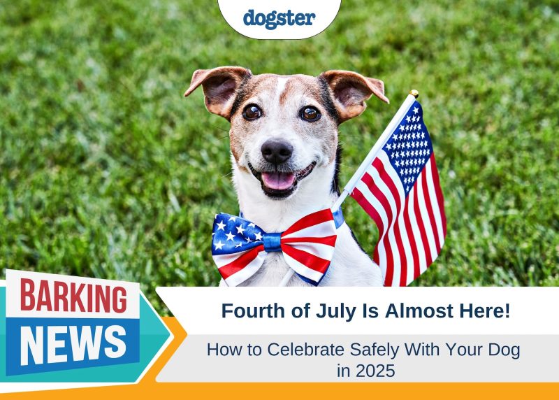 Barking News Safe Fourth of July 2025